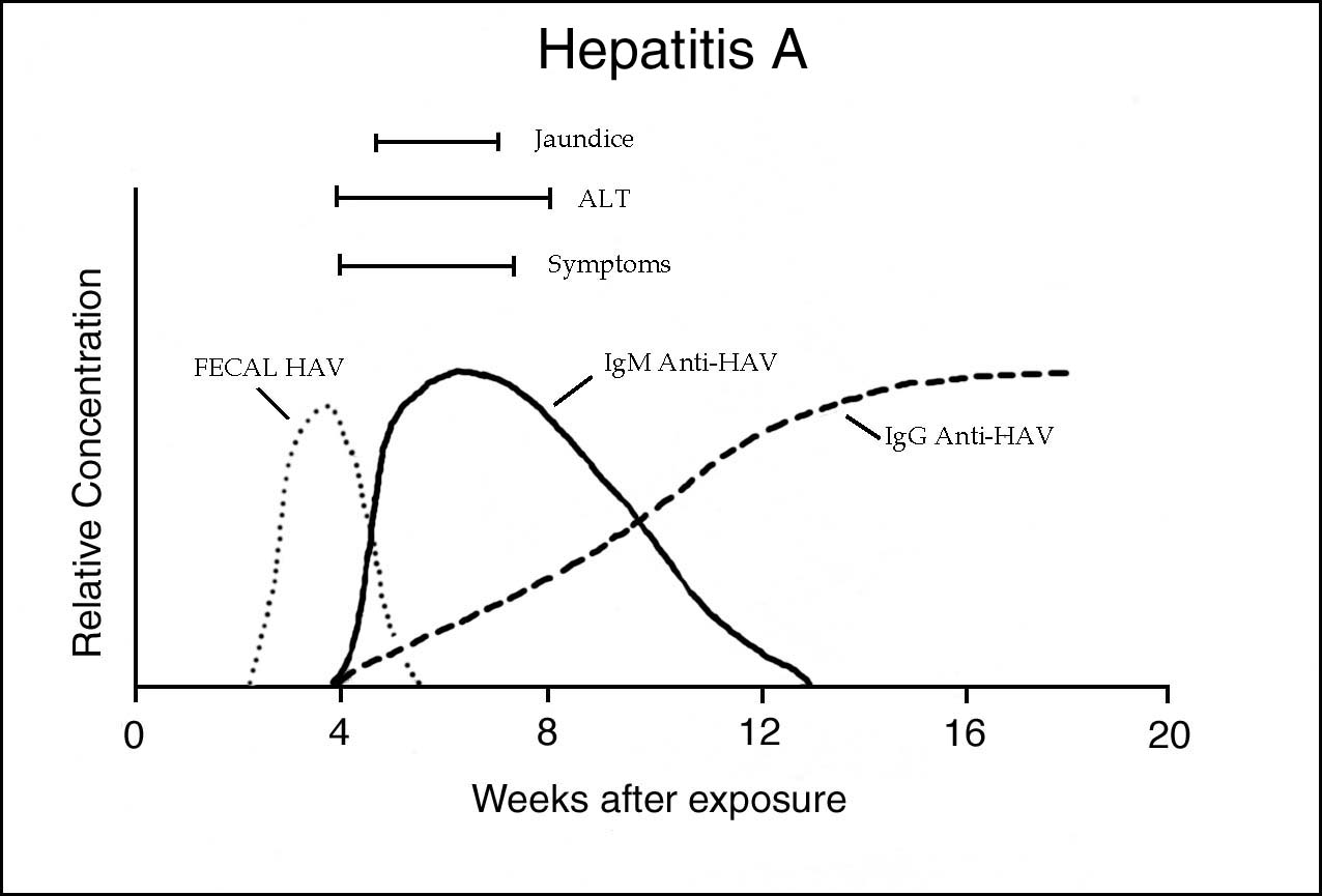 Hepatitis A Virus Microbiology Medbullets Step 1